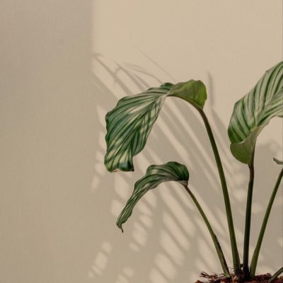 masitohumayroh's profile picture. 