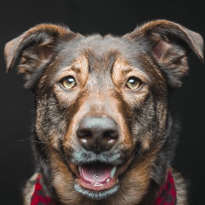 Just an amazing rescue dog named Luna living her best life 🇨🇦