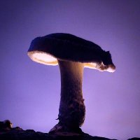 iOrganism 🍄 (@iorganism) 's Twitter Profile Photo