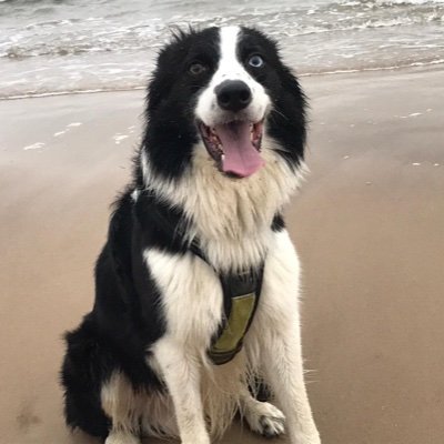 Mr ted crazy border collie with Addison disease loves cuddles ,tennis balls , cheese,next doors cat