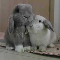 Bunny Stories!(@LilBunnyStories) 's Twitter Profile Photo