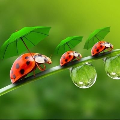 Geyikolsun_87's profile picture. Gün doğmadan neler doğar.@BuggerHunter hesabım kapandığı için bu hesabı kullanıyorum