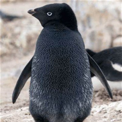 Mr. Pinguin Profile
