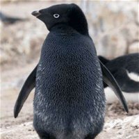 Mr. Pinguin(@pinguin_cologne) 's Twitter Profile Photo