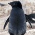 Mr. Pinguin Profile picture