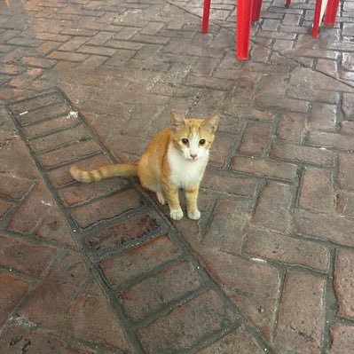 catnow2022's profile picture. El que tenga miedo de morir que no nazca