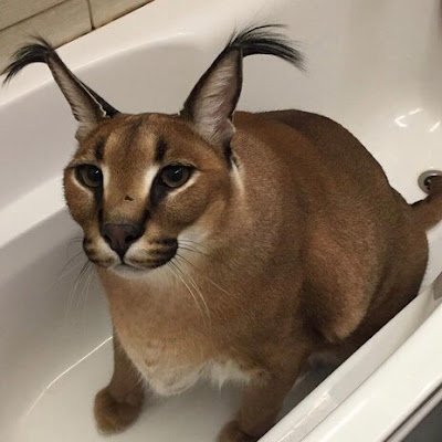 Pepe04191's profile picture. 