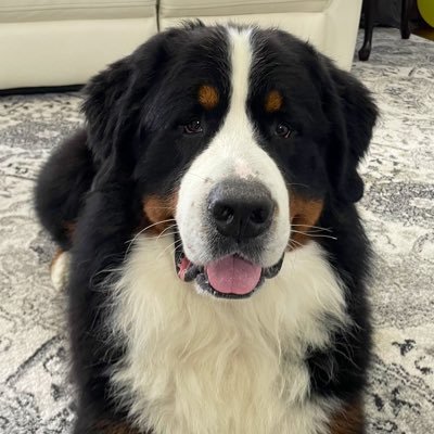 BerneseMDLover Profile Picture