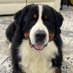 BernnyWorkingTravelingDog (@BerneseMDLover) Twitter profile photo