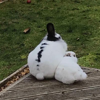 aleena1234_a's profile picture. 