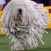 Dog show (@dogshow80240509) Twitter profile photo Dog show (@dogshow80240509) Twitter profile photo