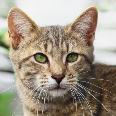 StaceyC45083872's profile picture. winner 😊 dinosaur mushroom