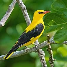 OriolusOriolus's profile picture. migrateur / miscellanées
