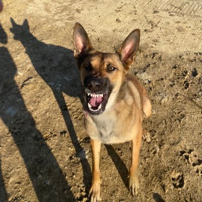 cguttridge14's profile picture. Maligator owner 🐾