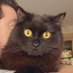 Max 🇦🇺🌱🐾🐈⬛ (@maximiliantyson) Twitter profile photo Max 🇦🇺🌱🐾🐈⬛ (@maximiliantyson) Twitter profile photo