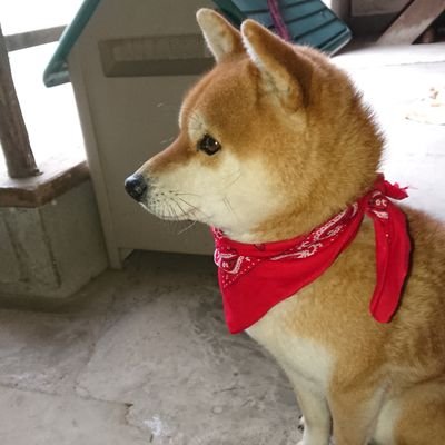 柴犬飼ってます!名前はゴンです!
2014年4月生まれです!
無言フォローするかもです(笑)
ついでに自分は人見知りです(笑)