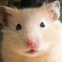hazukichi (@hazukichi28) 's Twitter Profile