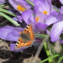 Dianne Mayer - @Mayer135 - Twitter