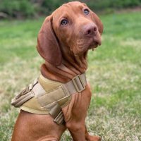 ServiceDogEquipement (@servicedoggear) 's Twitter Profile