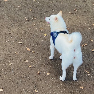 夫婦 👔🌷＋愛犬🐕 🐾マタニティー⭐️出産に向け地元でゆったりライフ👟食べることが大好き🌿 【こつこつ懸賞】 食べ物＆ギフト券など応募🏝 当選報告は心をこめてします✍️懸賞ＲT多いです💡#pottoの当選報告