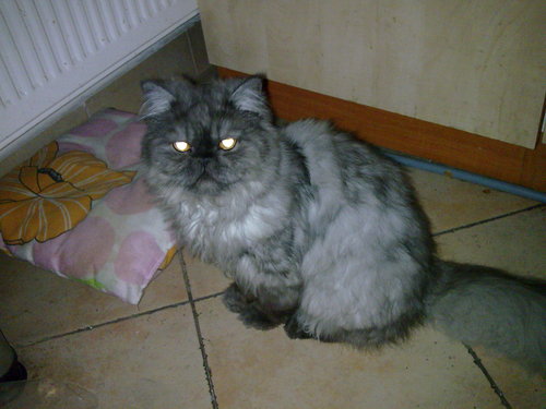 jacinta_fer's profile picture. I love my cat!