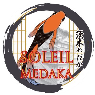 茨木メダカ/SOLEIL MEDAKAさんのプロフィール画像