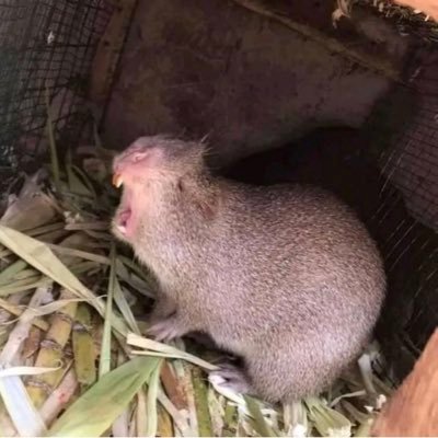 MhoniesFarm's profile picture. 