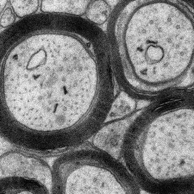 Neuroscientist. Glial enthusiast. Myelin super fan.
Glial Neurobiology, Cognition and Behaviour Research Group