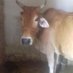 Mere Ram (@mereram4) Twitter profile photo Mere Ram (@mereram4) Twitter profile photo