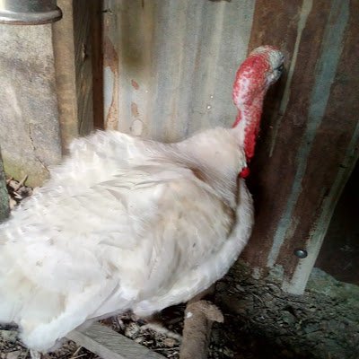 ChivestN's profile picture. 