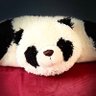 jonathanpwang's profile picture. math is hard 🐼🐻‍❄️🐻