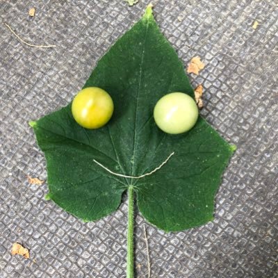 dorama_mitayo's profile picture. 観たよ〜🍀