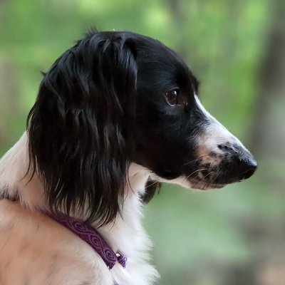 CarsonCope2's profile picture. Geosciences MS Student @GeoFHSU / @SternbergMuseum
Studying mosasaurs and taking care of Miocene fossils