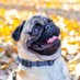 Pug Lovers Family (@pugloversfamily) Twitter profile photo Pug Lovers Family (@pugloversfamily) Twitter profile photo