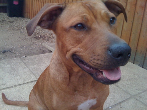 barmybadger's profile picture. 