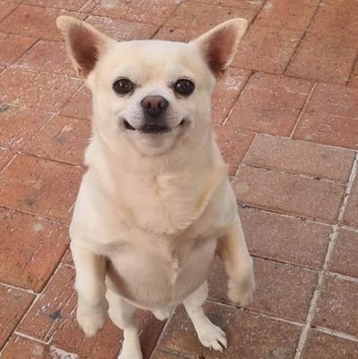 JustinBrylleCV's profile picture. Follows you (anywhere)