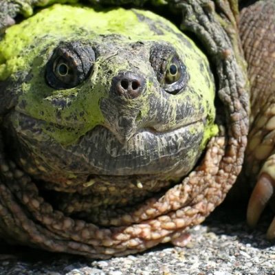 Shahnkahn's profile picture. exposing dumb liars with PROOF 💯