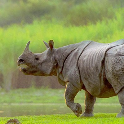 Kaziranga National Park would be a more happening place where you will enjoy green spaces in abundance along with wild creatures like one-horned rhino, tiger, d