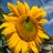 Marie___Stewart's profile image