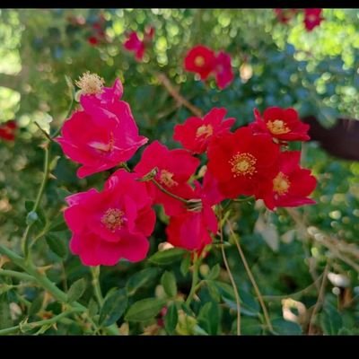 meryemfvaslan's profile picture. 