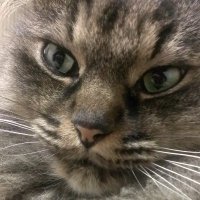 渚 (@micaontheshore) 's Twitter Profile