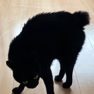 yongyong2626's profile picture. 성인이두.