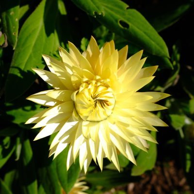 nicholasren's profile picture. 