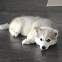 David Mok (@moklovindfs) 's Twitter Profile