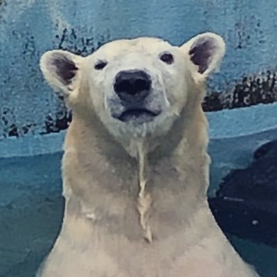 🐻‍❄ホッキョクグマのホウちゃんと室蘭水族館のモルちゃん&大福が大好きです🦭☆ラフィンとCOBRA時代のNAOKIに恋してました☆ロックのライブを初めて見たのはRC。最後に見たRCは3人になったブドーカン。 こゆは昔の愛猫🐈こゆきちゃんの名前😽