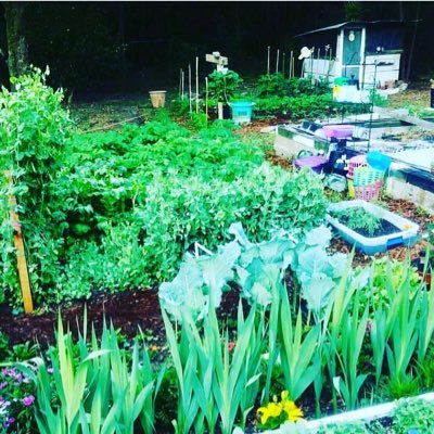 Muslimah, Mom, NaNa, Nurse, #CCMA, #Farmer, #selfsufficient, Naturalist, & #Herbalist. visit me over @ #WordPress. Life as a #Homesteader 🐣🐔🐤🐇🍓🌱🍆🌱🍅blog