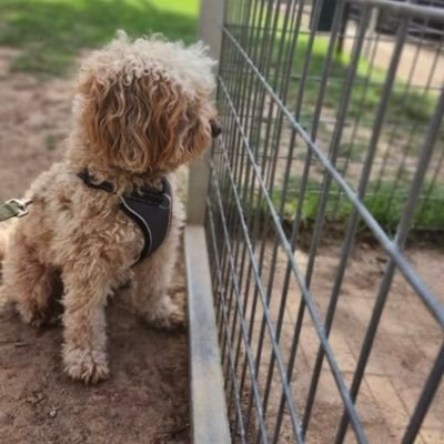 JankyDFS's profile picture. Don't ask me to support Ukraine if you didn't ask me to support Iraq 20 years ago, hypocrite propagandist.