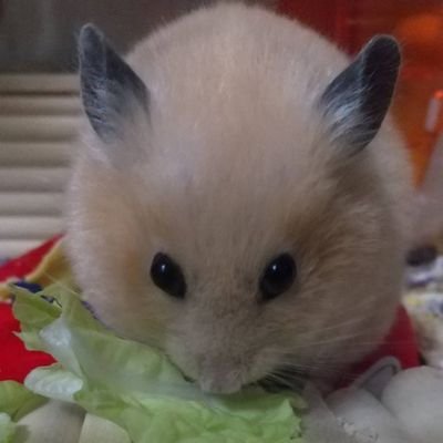 はつはるさんのプロフィール画像