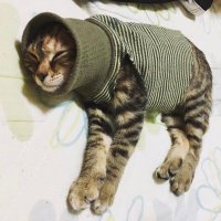 ๐๐พใใใกใใใใ๐๐พ๐งธ (@pien8mo8mo) 's Twitter Profile