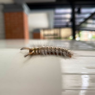 Momomori17's profile picture. 